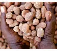 Shea Nuts