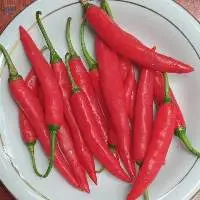 Red Hot Chili