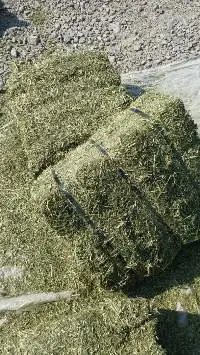 Alfalfa Hay Bales