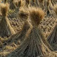 Millet Hay