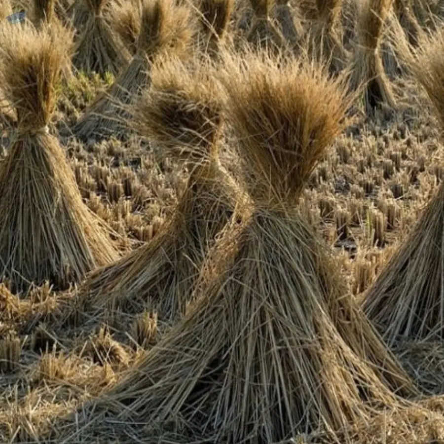 Millet Hay
