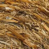 Yellow Corn Hay