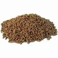 Guinea Pig Lifecycle Feed