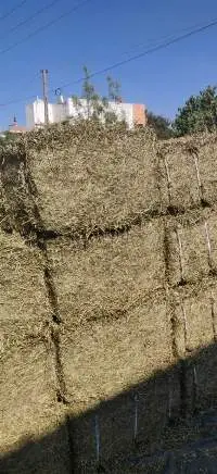 Peanut Hay
