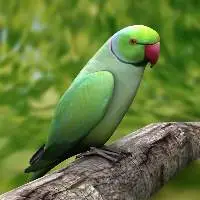 Parrot Breeder Feed