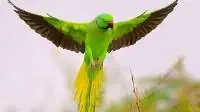 Parrot Maintenance Feed