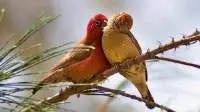 Love Bird Maintenance Feed