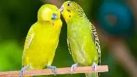 Lover Bird Breeder Feed