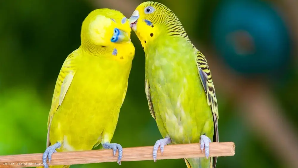 Lover Bird Breeder Feed