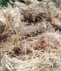 Fiber Palm