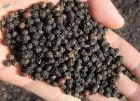Black Pepper