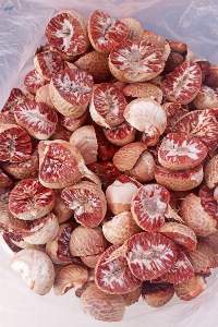 Betel Nut