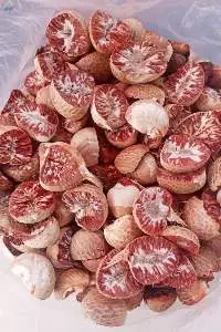 Betel Nut