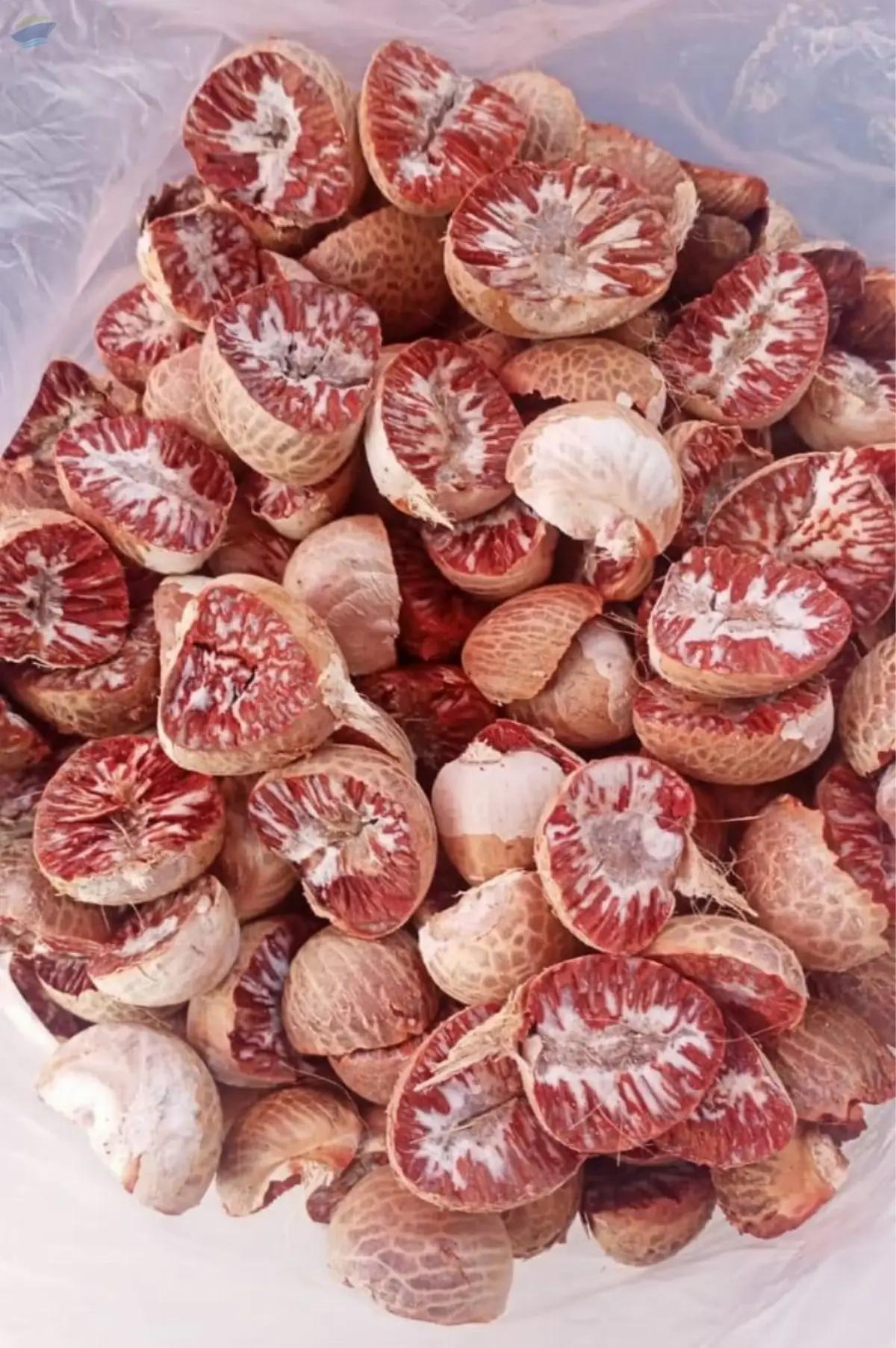 Betel Nut