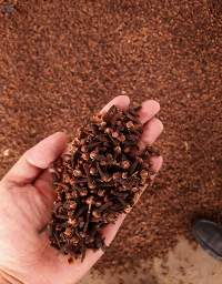 Cloves