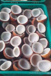 Coconut Copra Meal