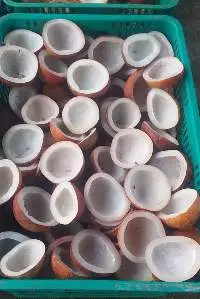 Coconut Copra Meal