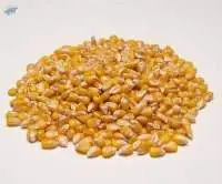 Maize