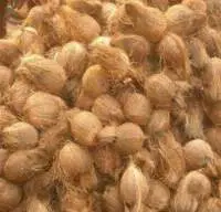 Semi Husked Coconut