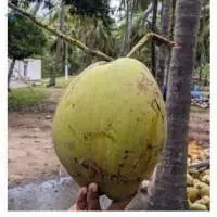 Raw Coconut With Husk