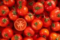 Tomato