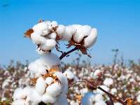 Cotton