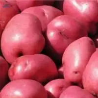 Red LR Potato