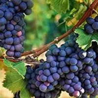 Grapes