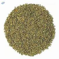 Pearl Millet