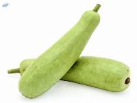 Bottle Gourd