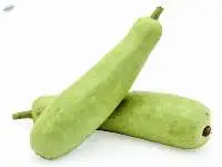 Bottle Gourd