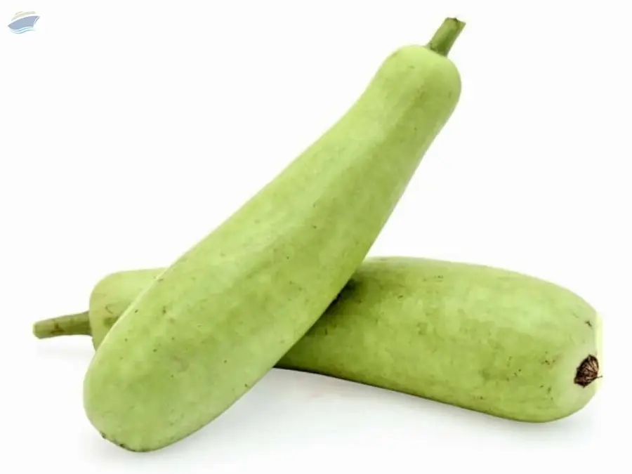 Bottle Gourd