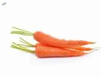 Carrot