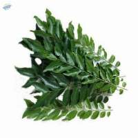 Curry Leaves