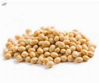 Soya Beans