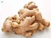 Ginger