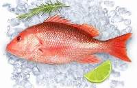 Red Snapper