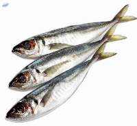 Horse Mackerel