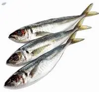 Horse Mackerel