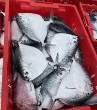 Moon Fish