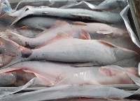 Pangasius Fish