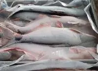 Pangasius Fish