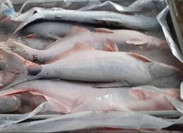 Pangasius Fish