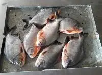 Pacu Fish