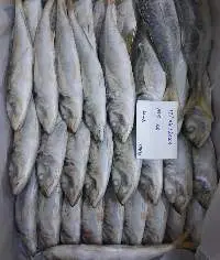 Horse Mackerel Fish