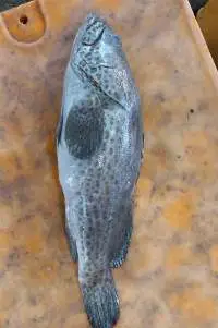 Grouper