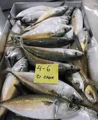 Frozen Indian Mackerel