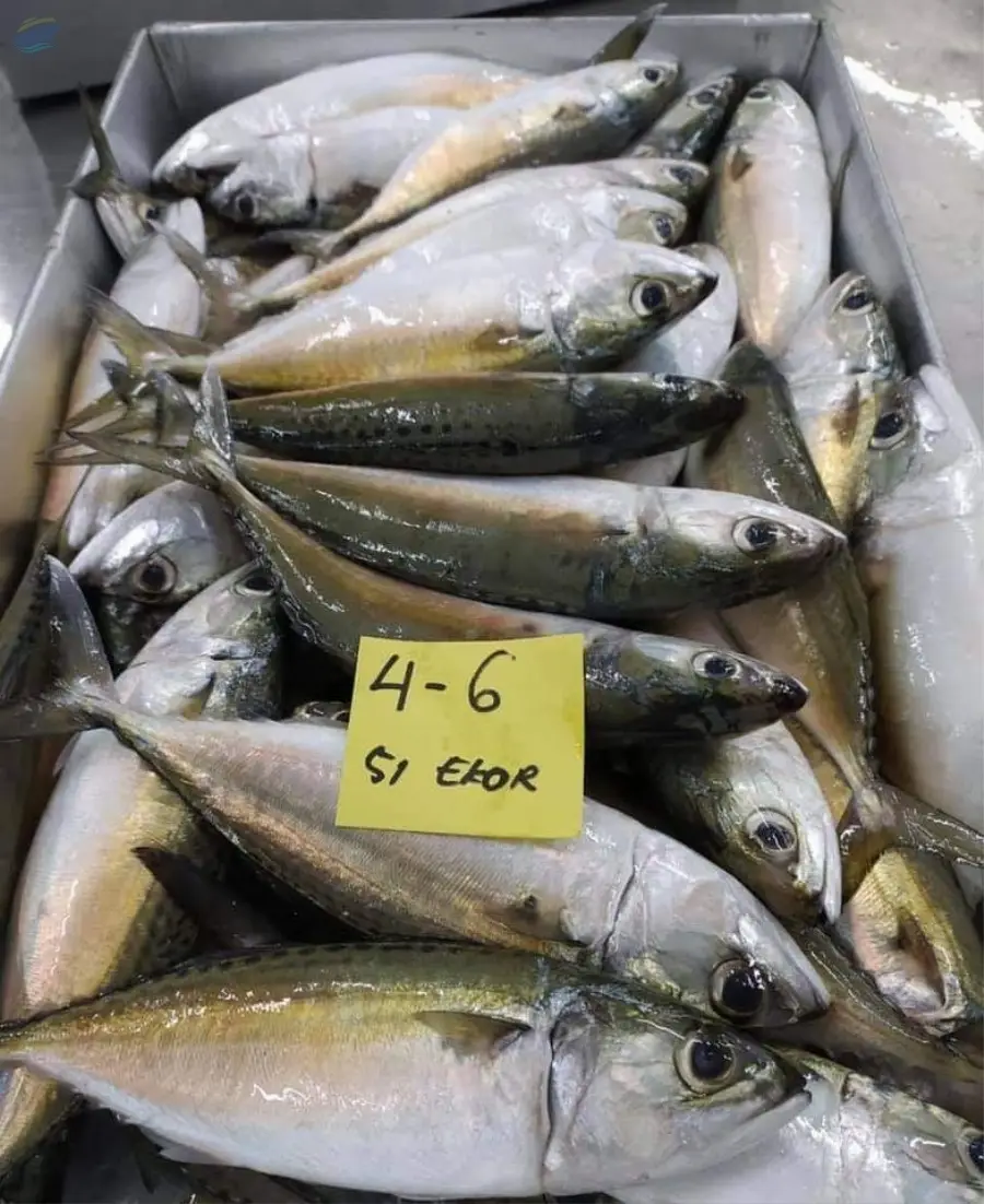 Frozen Indian Mackerel