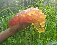 Cat Fish Egg