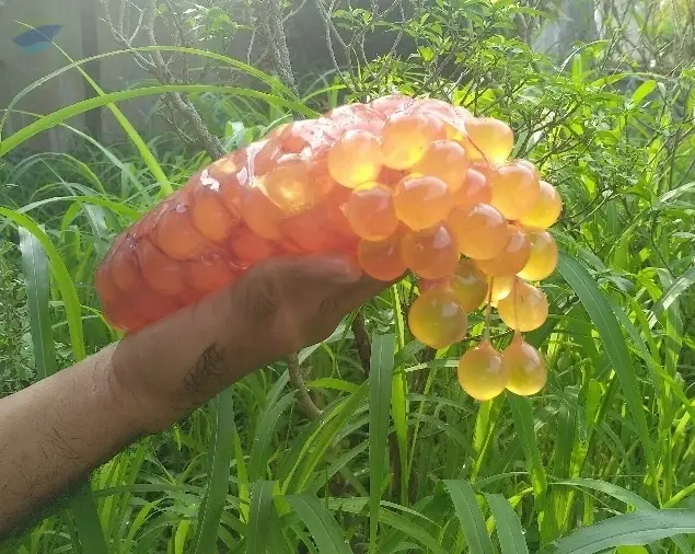 Cat Fish Egg